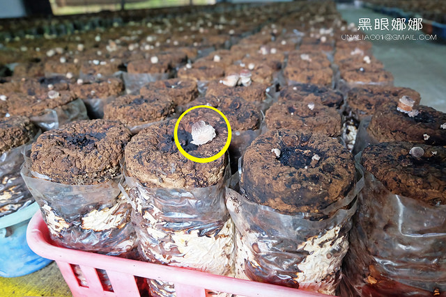 埔里堉豐農場香菇包真菌